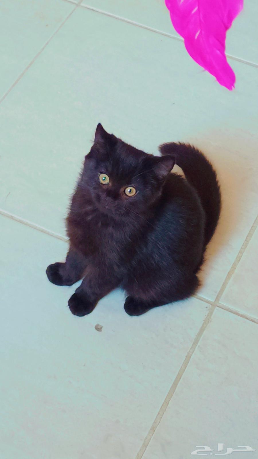 للبييع كيتن إنتاج بطل سكوتش فولد وسكوتش ستريت64576966528771114