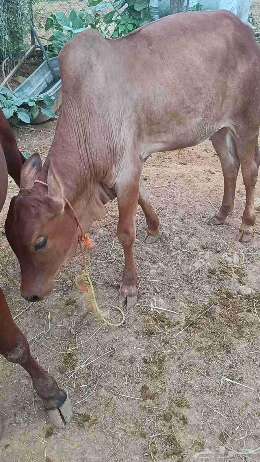 حسيل بلدي للبيع64577950640642110