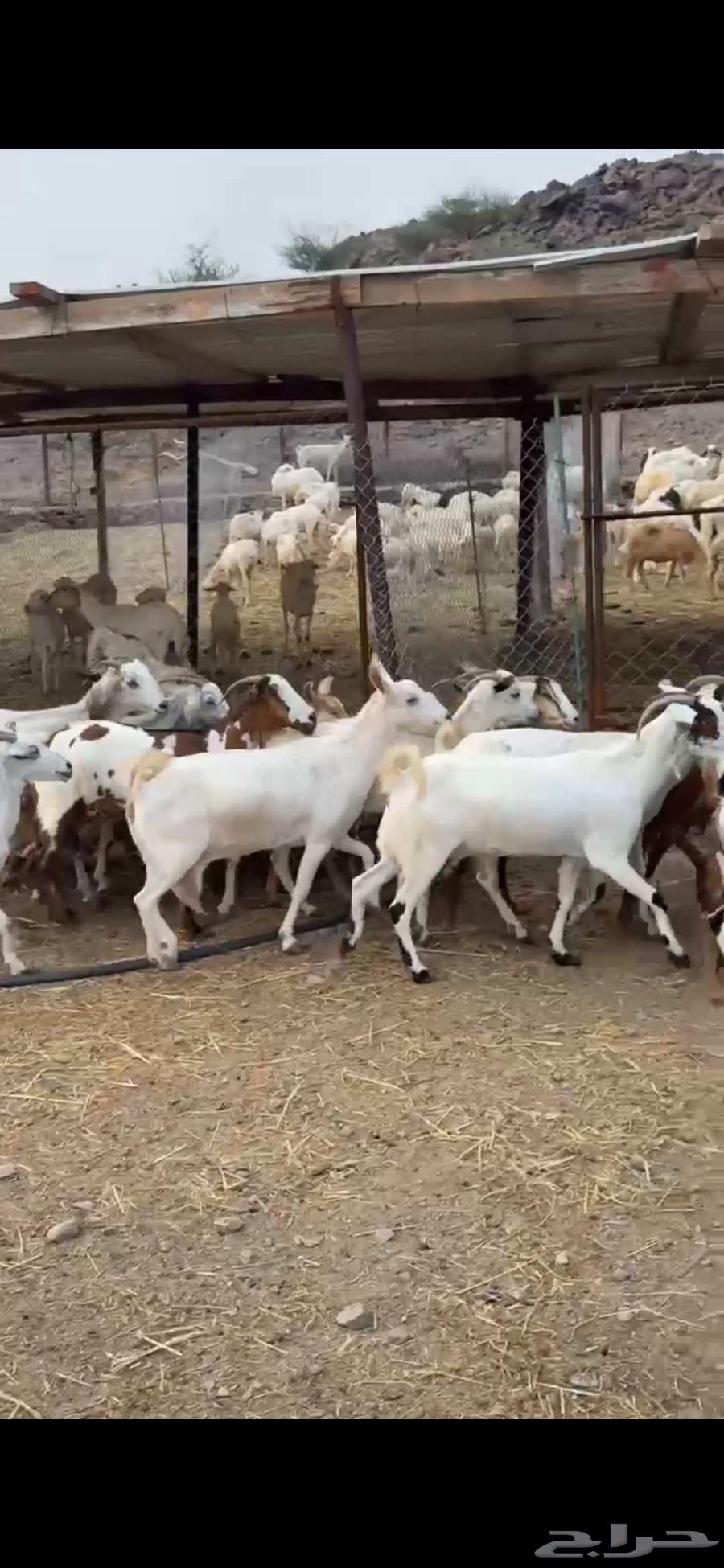 عرض معزا السعر 495فقط بي مناسبت اليوم الوطني64578228940545113