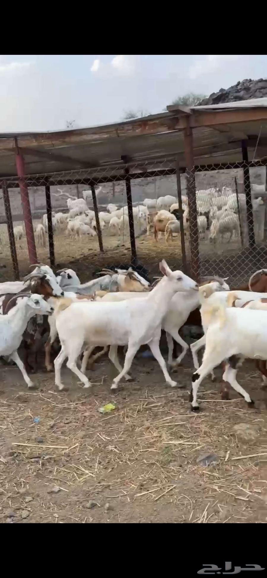 عرض معزا السعر 495فقط بي مناسبت اليوم الوطني64578228940545111