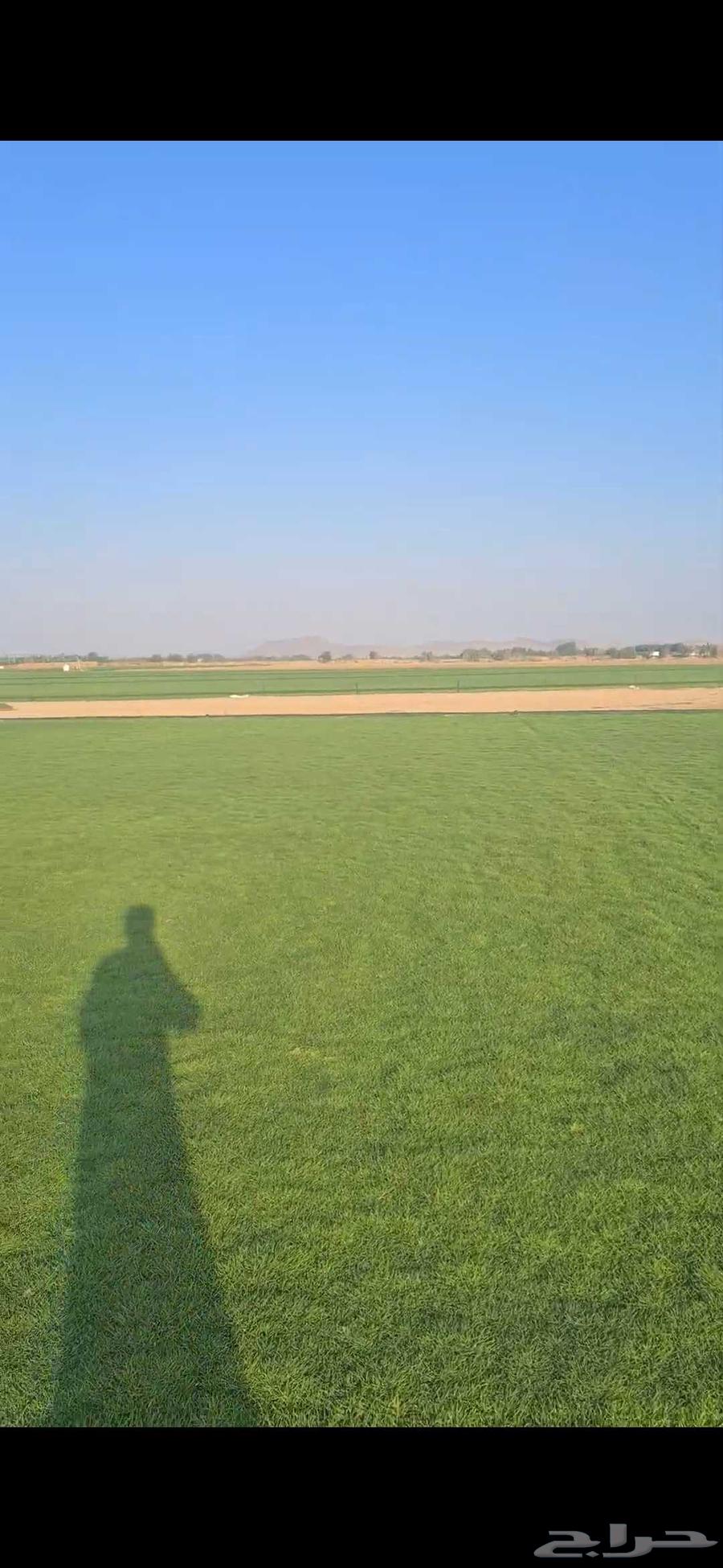 ثيل طبيعي نجيله طبيعي64572951209602112