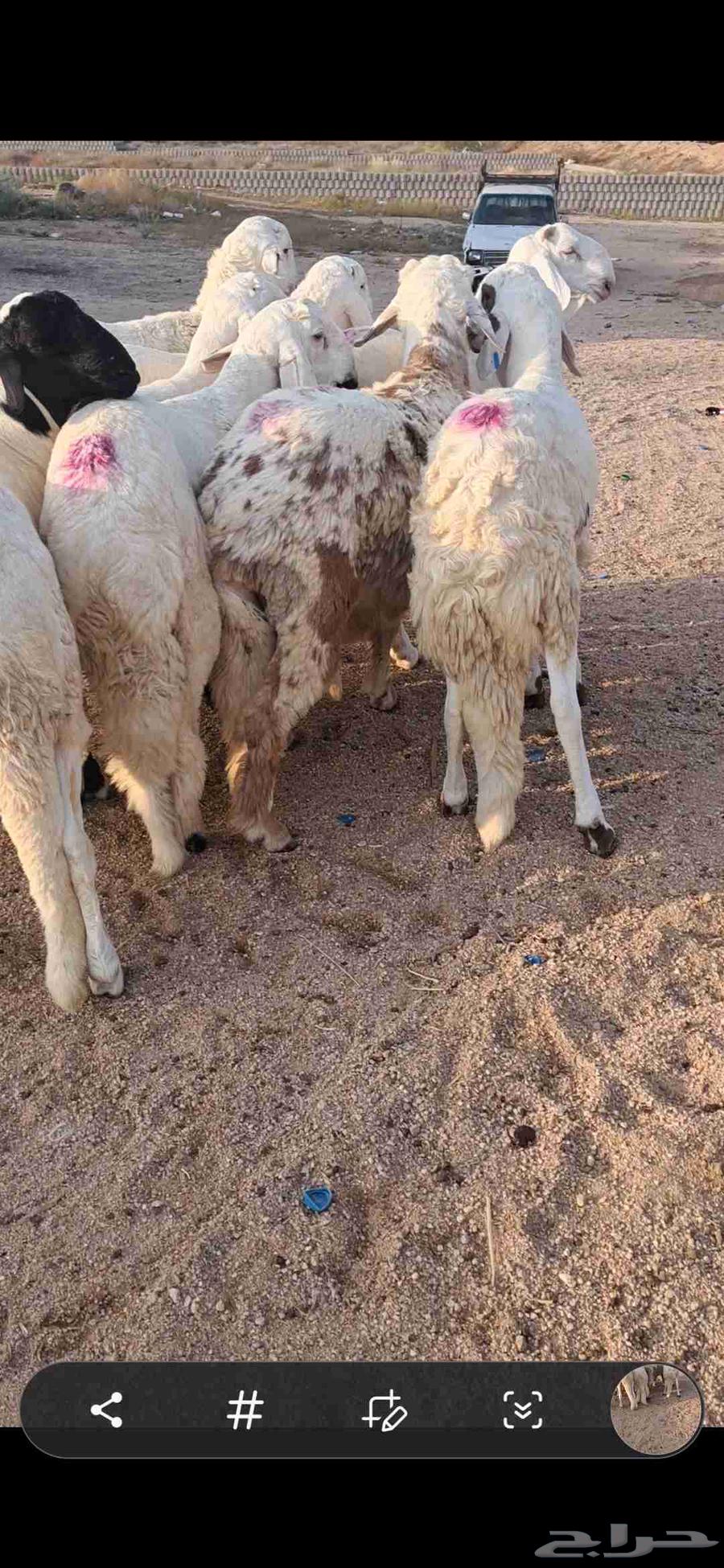 للبيع طليان سواكن مرابي فل شحم64576618236417110