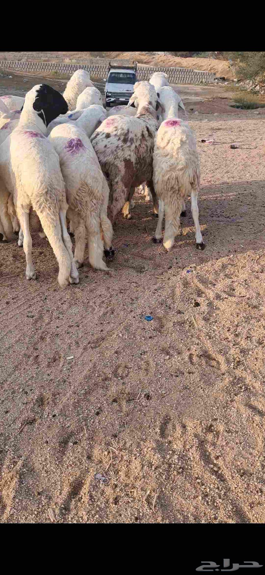 للبيع طليان سواكن مرابي فل شحم64576618236417112