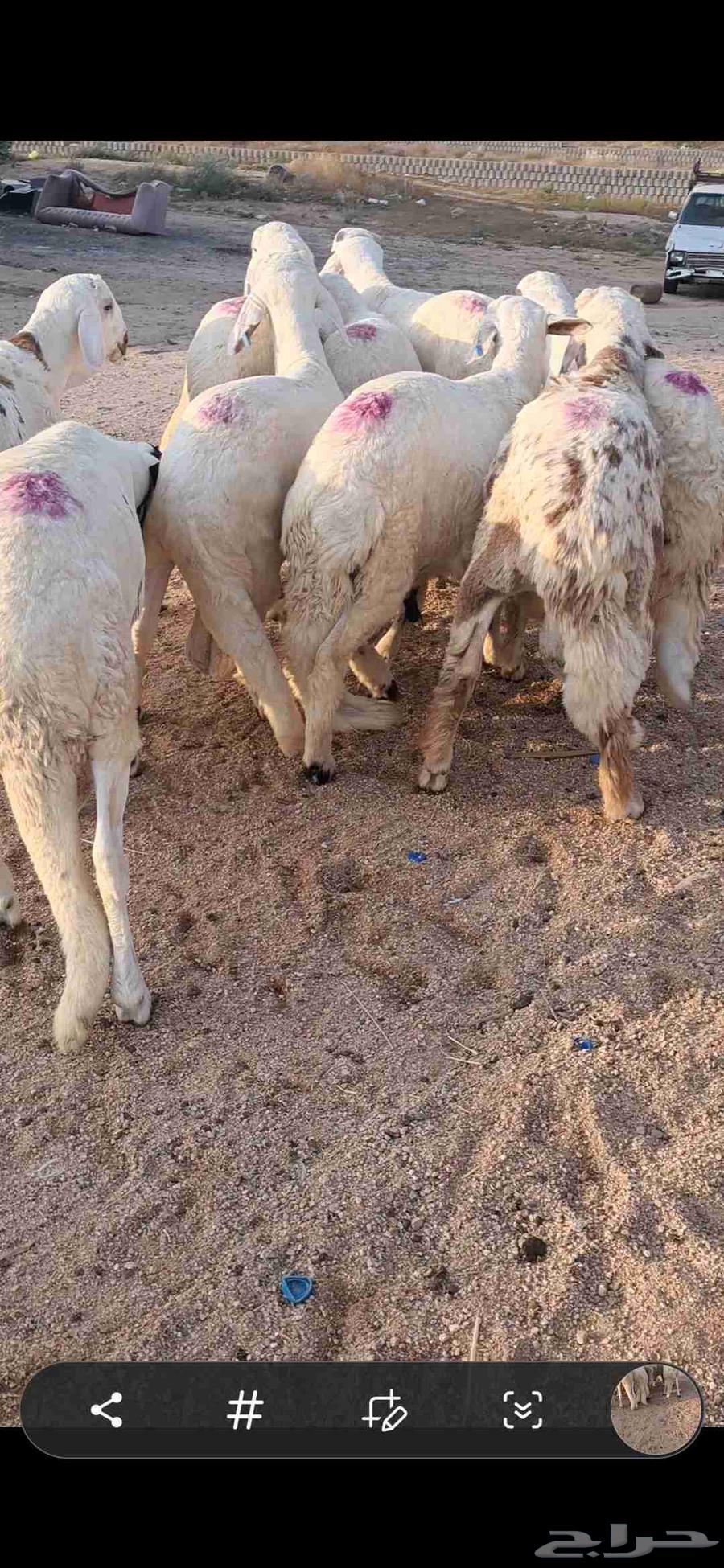 للبيع طليان سواكن مرابي فل شحم64576618236417111