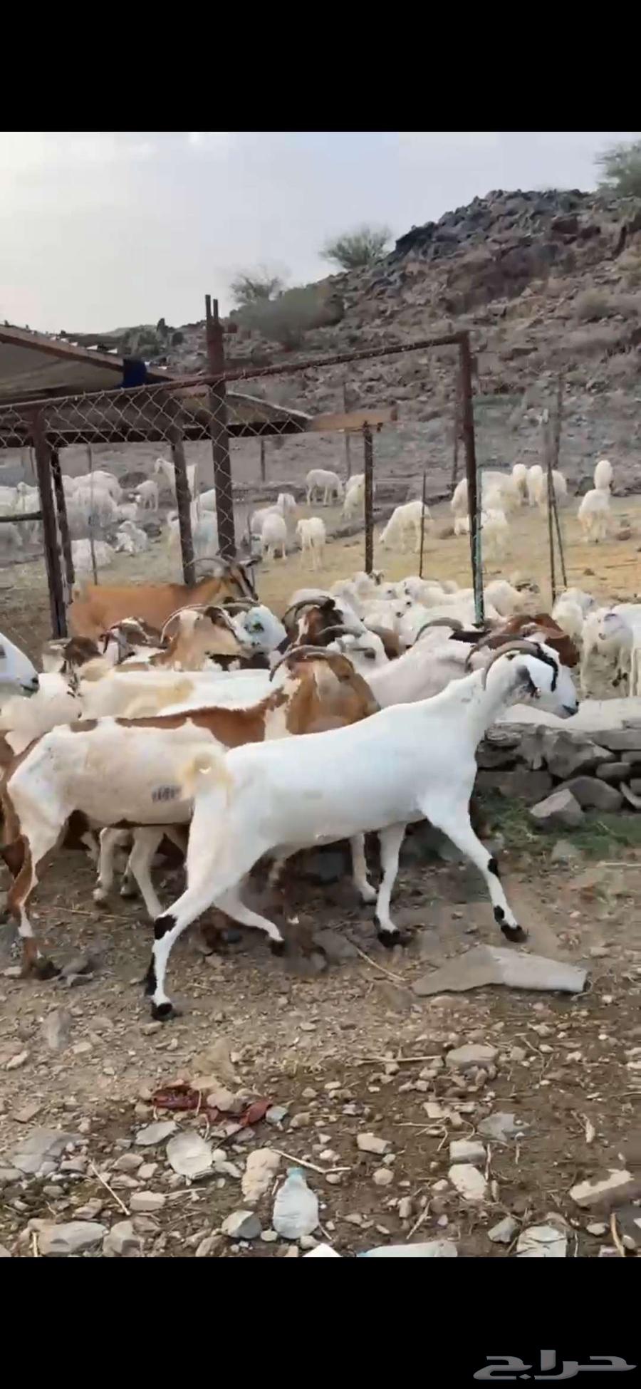 عرض معزا السعر 495فقط بي مناسبت اليوم الوطني64578228940545112