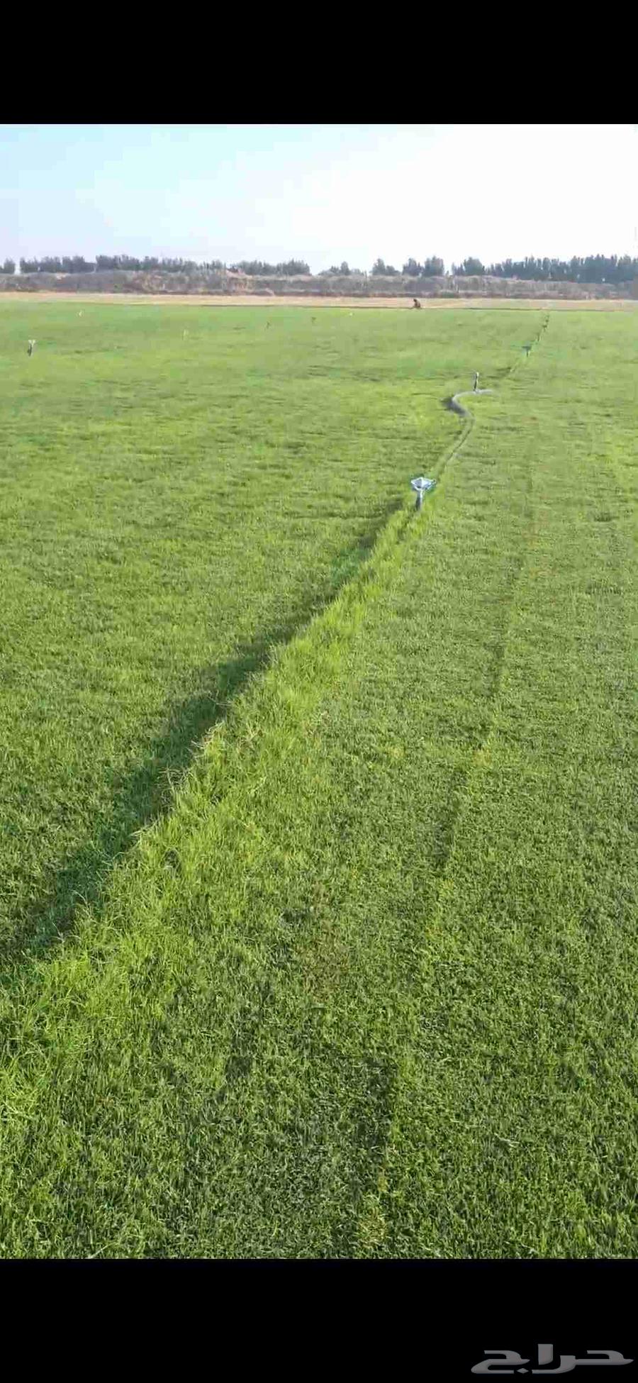 ثيل طبيعي نجيله طبيعي64572951209602110