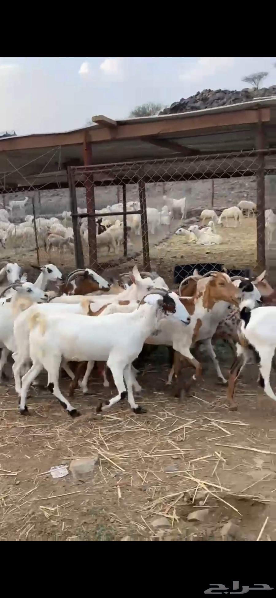 عرض معزا السعر 495فقط بي مناسبت اليوم الوطني64578228940545110