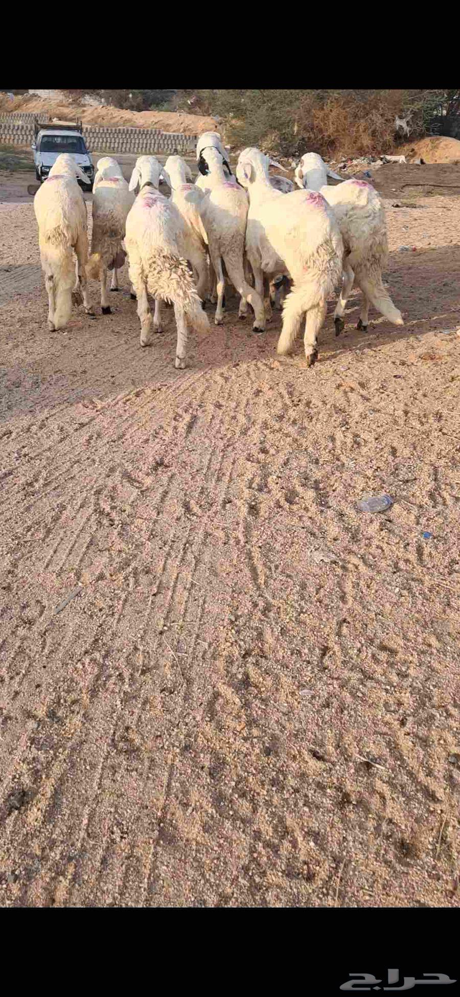 للبيع طليان سواكن مرابي فل شحم64576618236417113