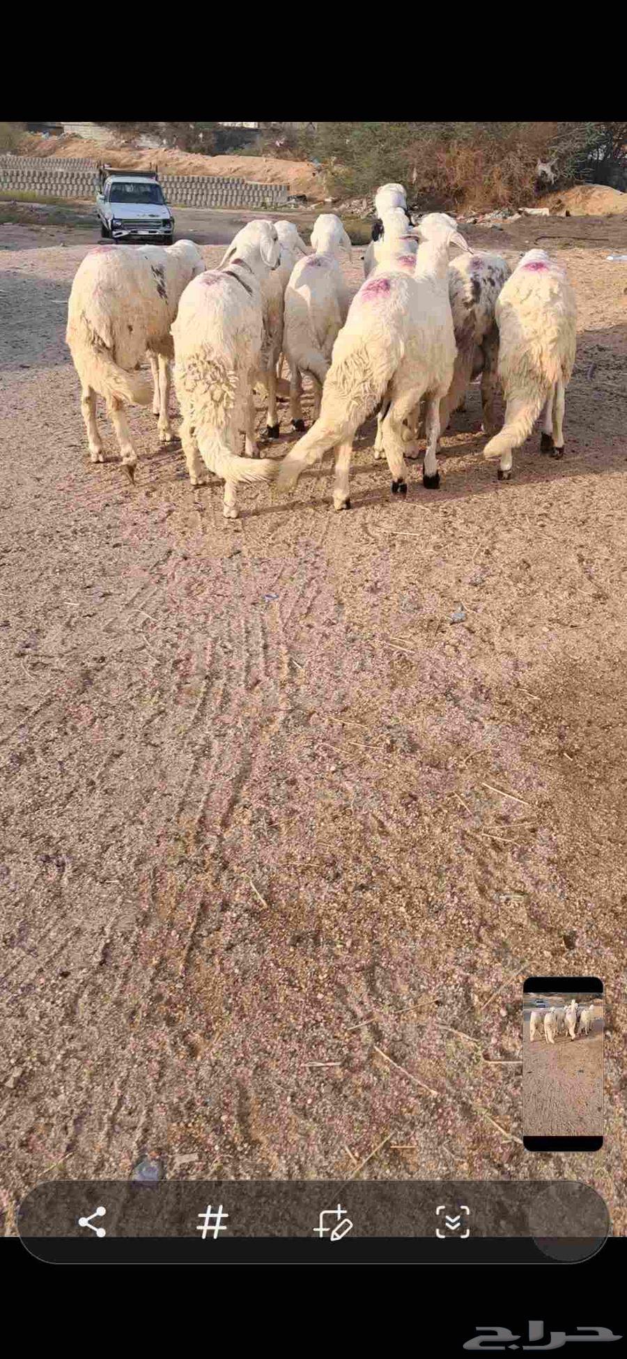 للبيع طليان سواكن مرابي فل شحم64576618236417114