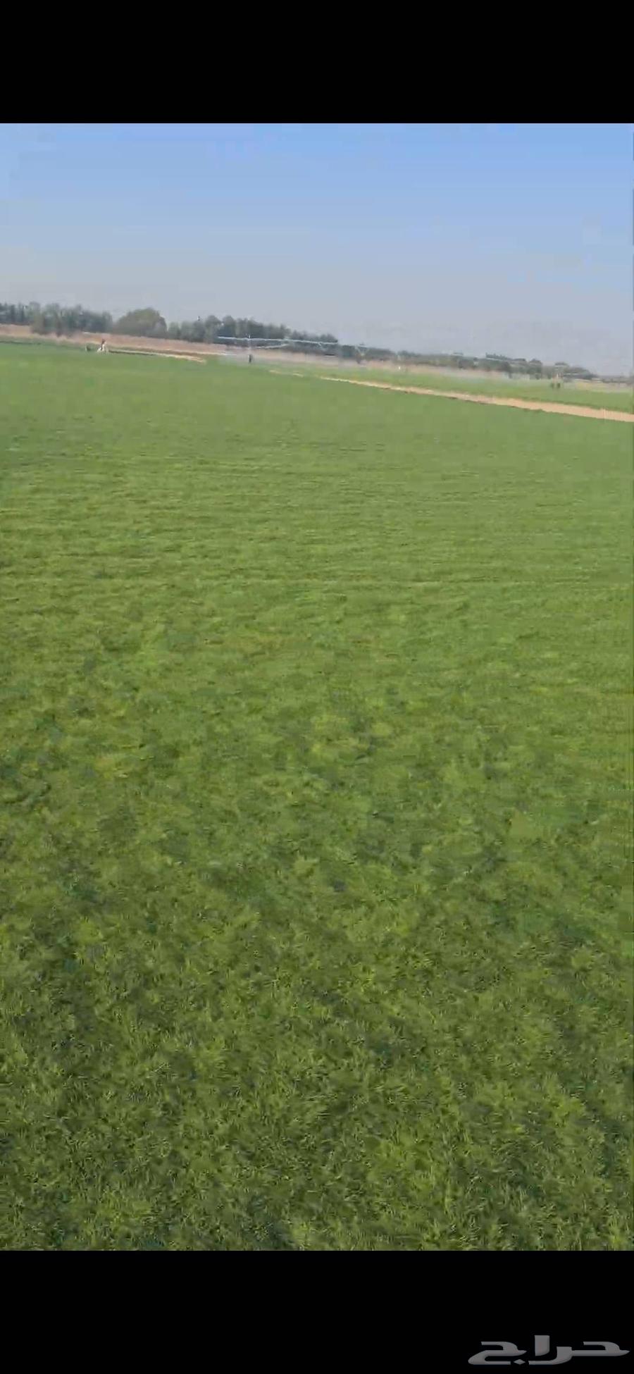 ثيل طبيعي نجيله طبيعي64572951209602111