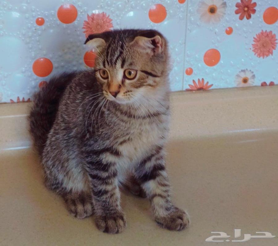 للبييع كيتن إنتاج بطل سكوتش فولد وسكوتش ستريت64576966528771113