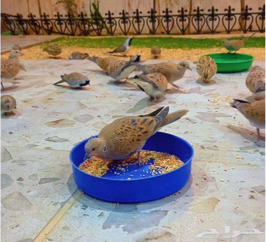 قمري نزل منتج64573880844546113