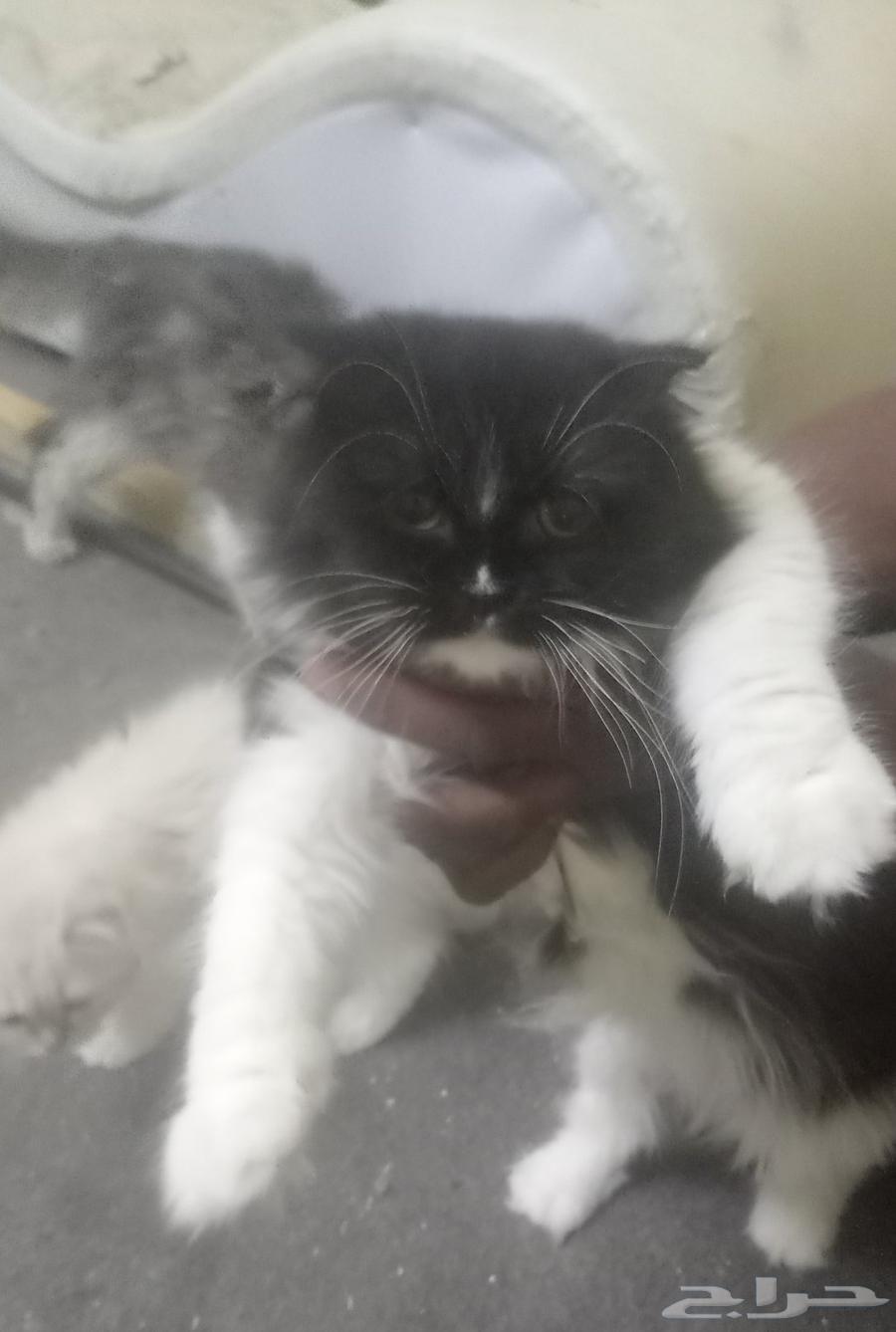 بساس للبيع القزم شرط مافيها اي أمراض ونضيفه جدآ64579485163907111