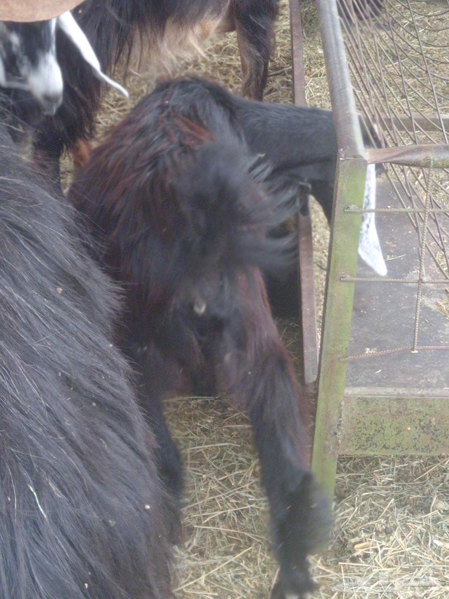 حفار للببع64576980356481112