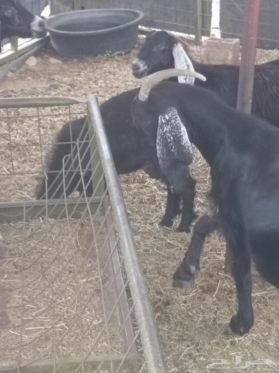 حفار للببع64576980356481110