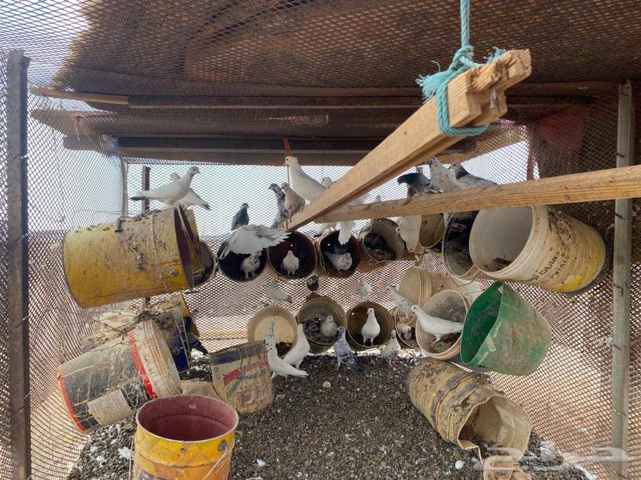 حمام البيع حبه 3264576980461699112