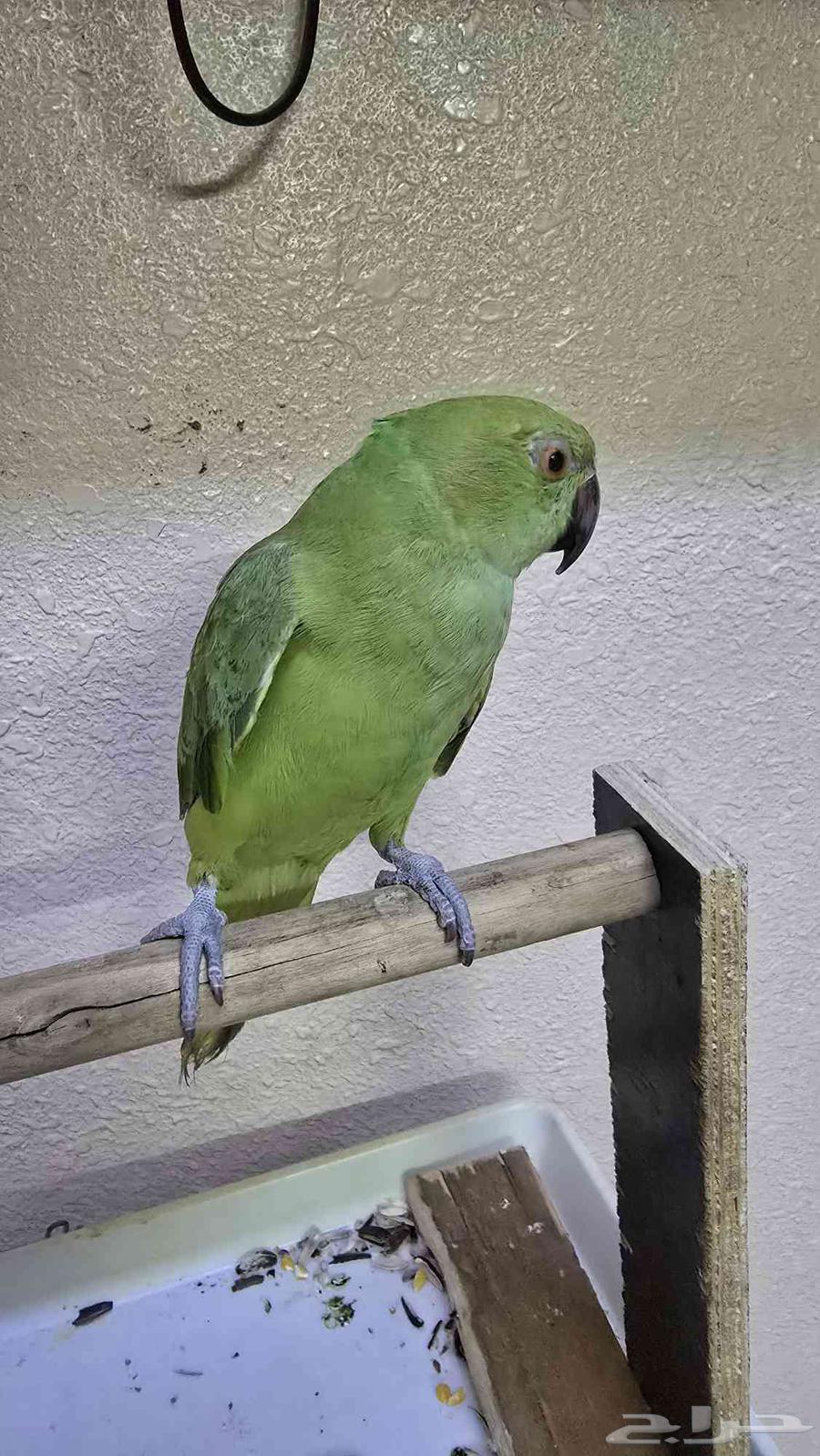 عرض اليوم الوطني ب 195 فقط64574186996225110