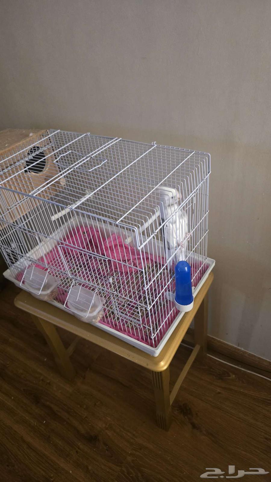 كروان للبيع أليف شامل القصف64575070286594113