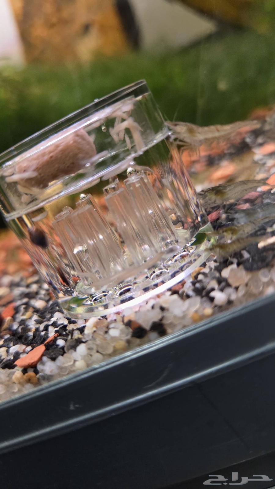 مصيدة ديدان البلاناريا لاحواض السمك والشرمب64576841431682111