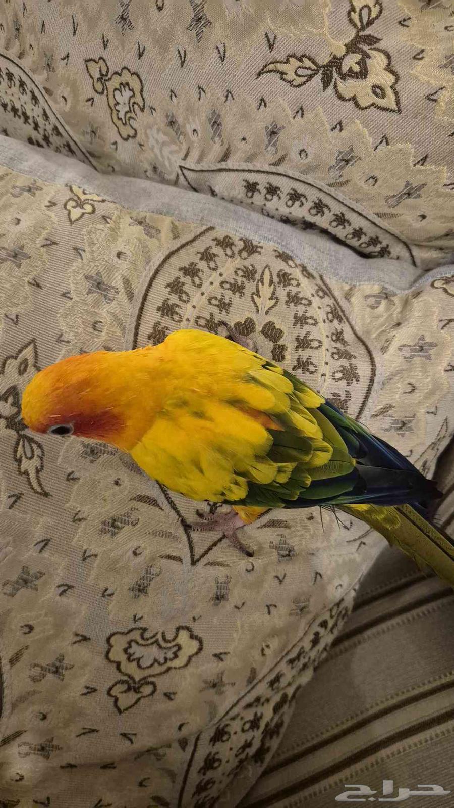 صن كنيور64443493356931114