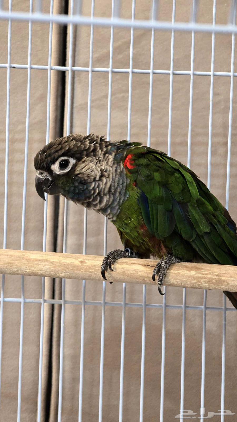 ذكر كنيور بيرلي محلل dna غير اليف64577698896385110