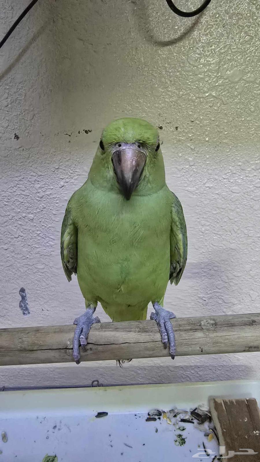 عرض اليوم الوطني ب 195 فقط64574186996225113