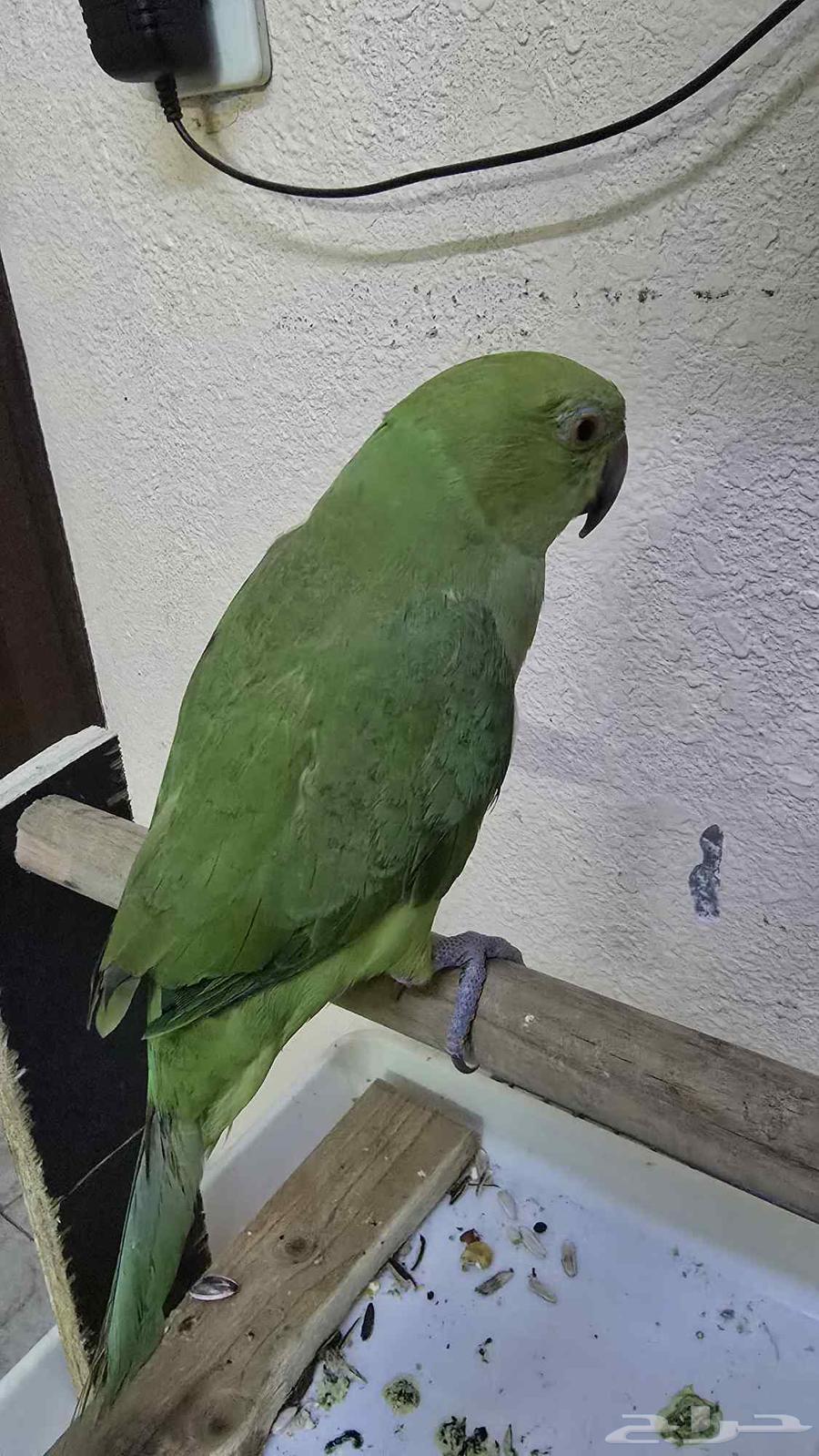 عرض اليوم الوطني ب 195 فقط64574186996225111