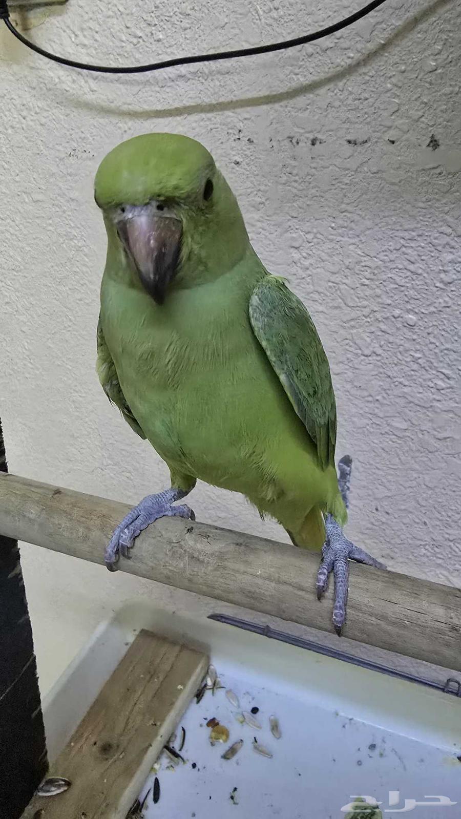 عرض اليوم الوطني ب 195 فقط64574186996225112