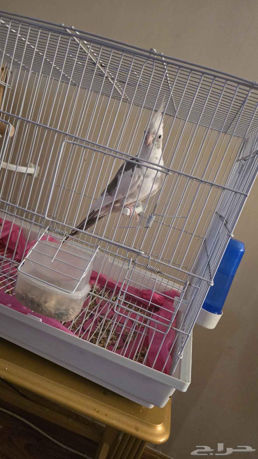 كروان للبيع أليف شامل القصف64575070286594112