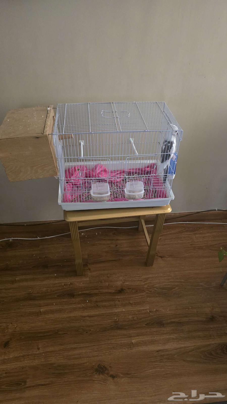 كروان للبيع أليف شامل القصف64575070286594114