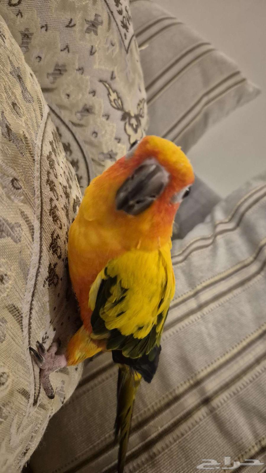 صن كنيور64443493356931113