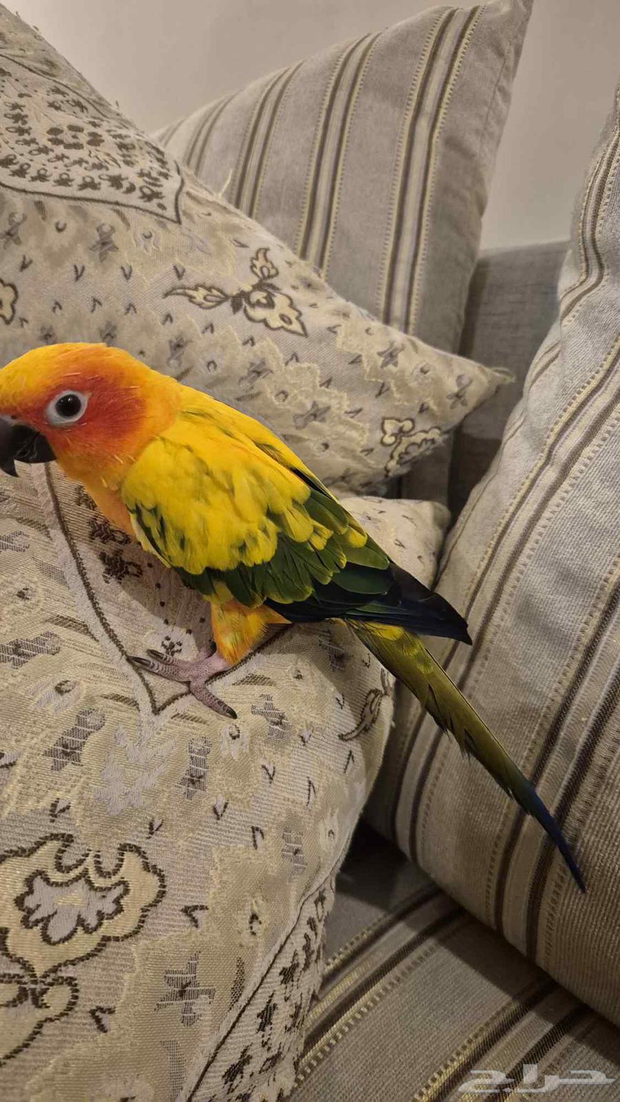 صن كنيور64443493356931112