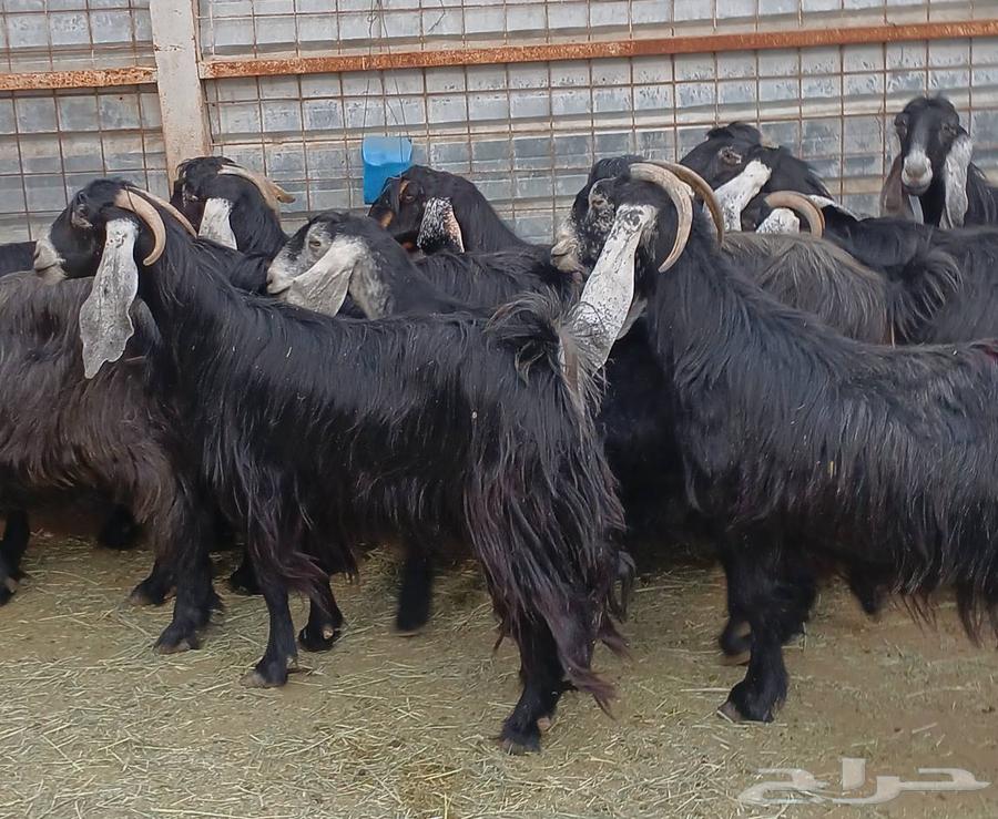 معزا عوارض طيبه للبيع العدد 12 دفيع معزا منوه القناي64578992078979112