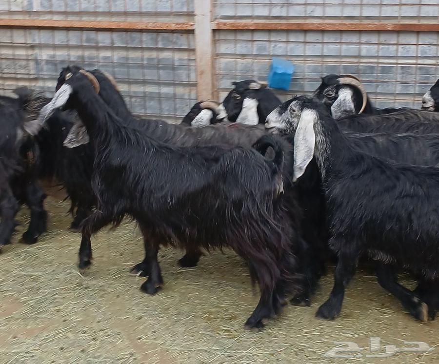 معزا عوارض طيبه للبيع العدد 12 دفيع معزا منوه القناي64578992078979114