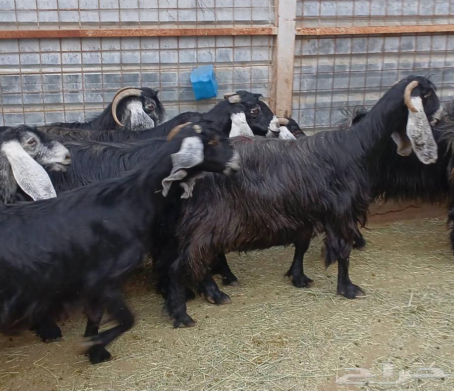 معزا عوارض طيبه للبيع العدد 12 دفيع معزا منوه القناي64578992078979113