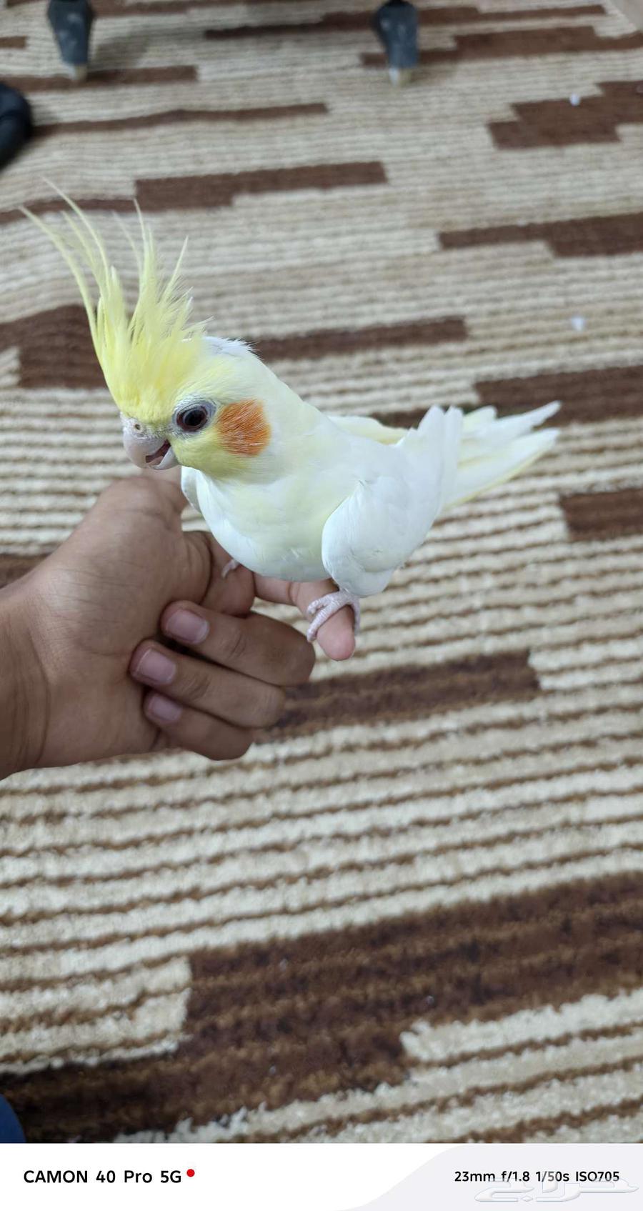 زوج طيور كروان مع القفص64572836099970110