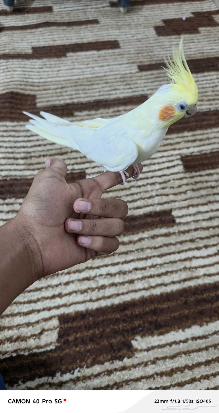 زوج طيور كروان مع القفص64572836099970111