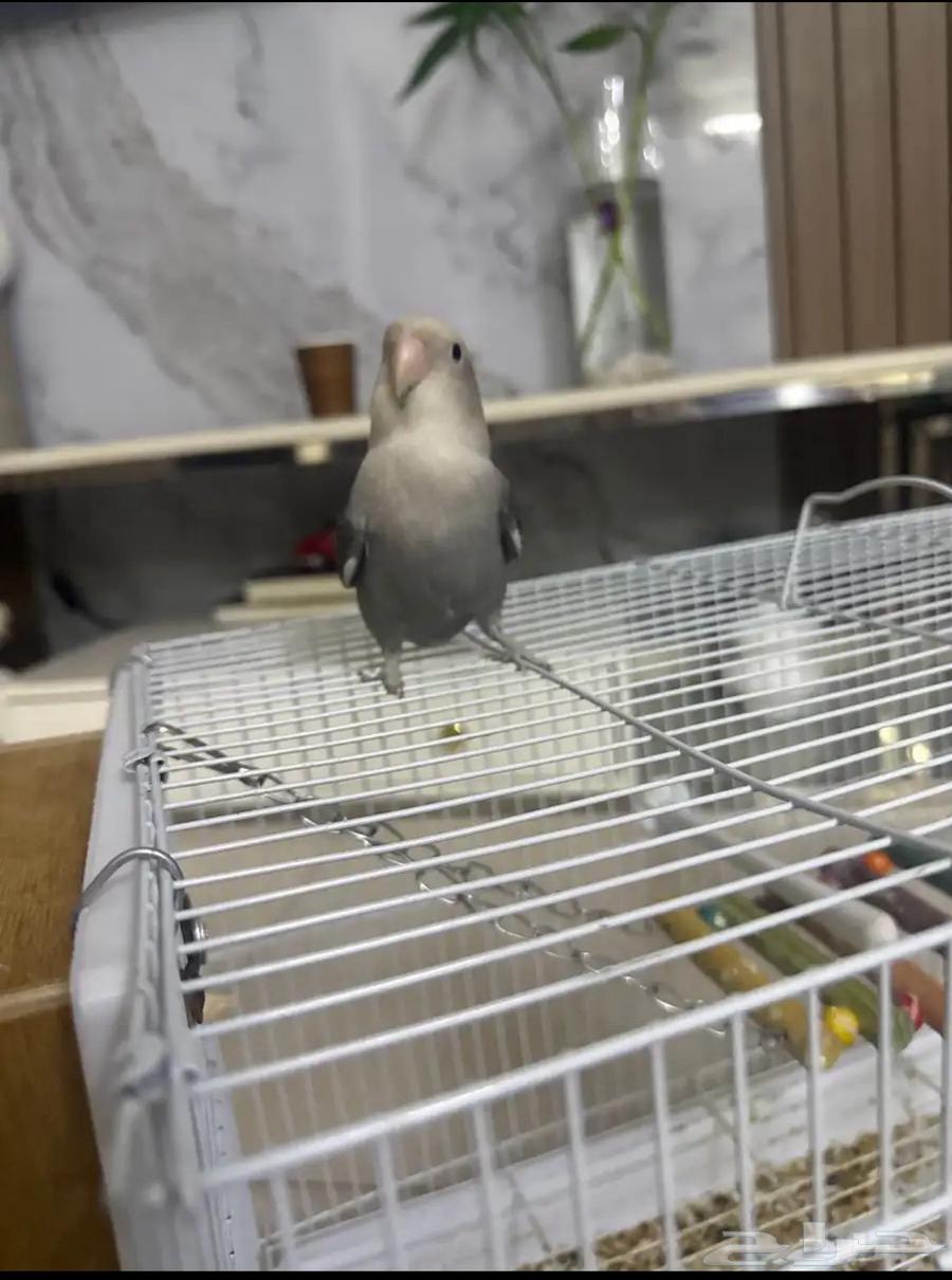 زوج طيور روز64572951124098111