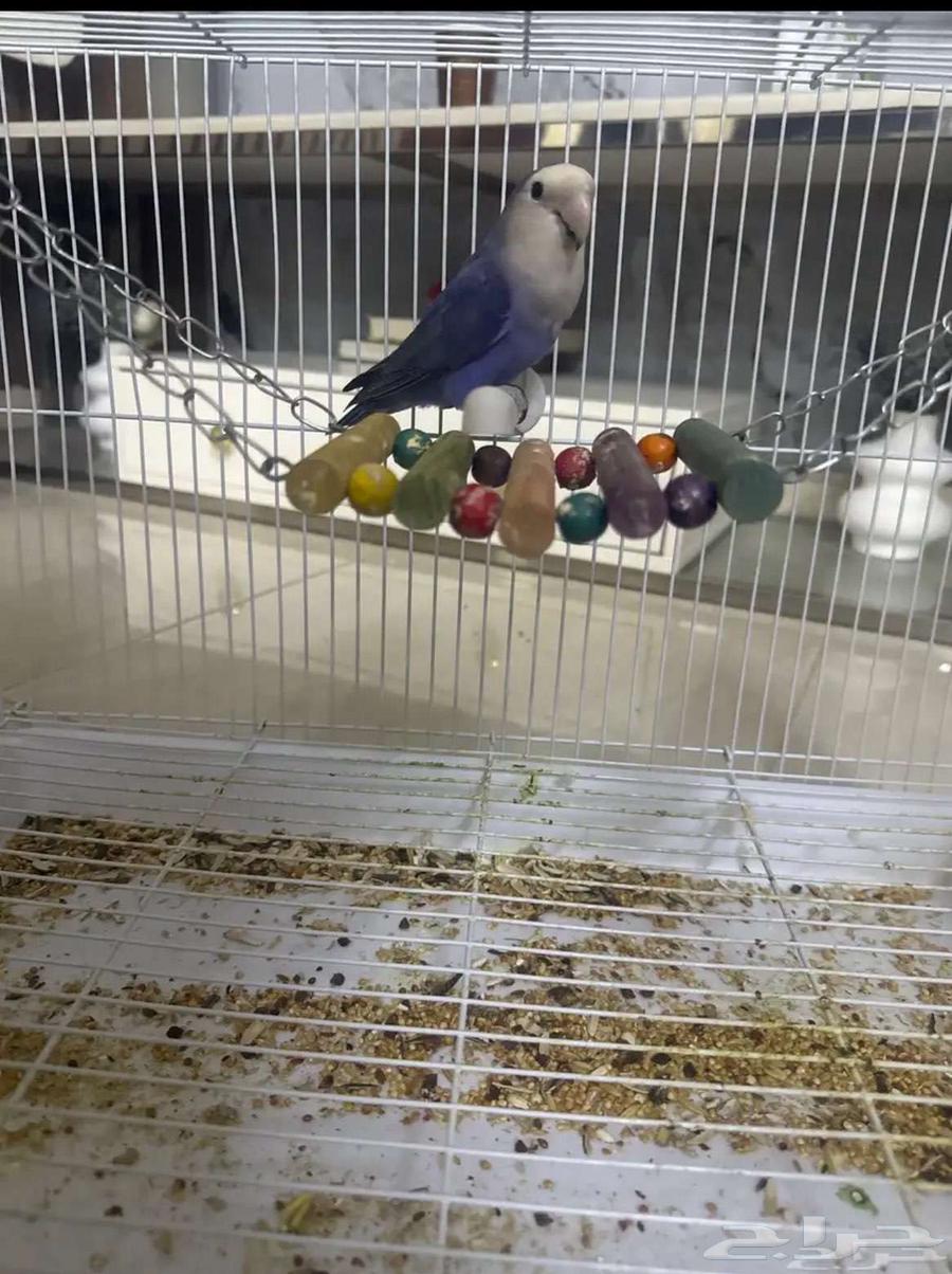 زوج طيور روز64572951124098112