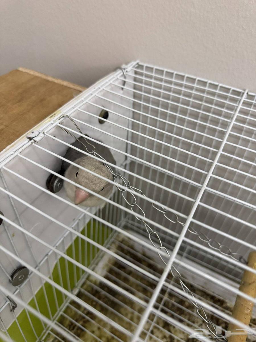 زوج طيور روز64572951124098113