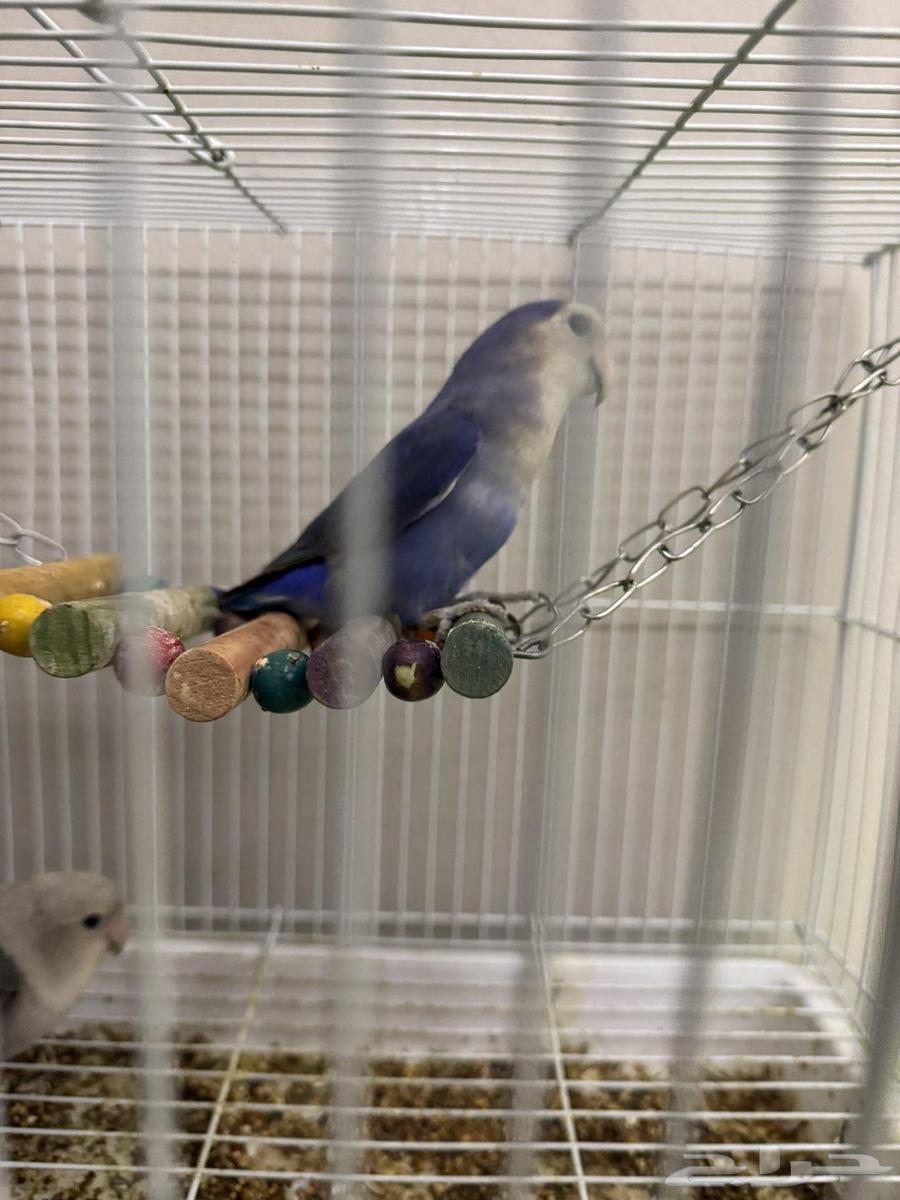 زوج طيور روز64572951124098114