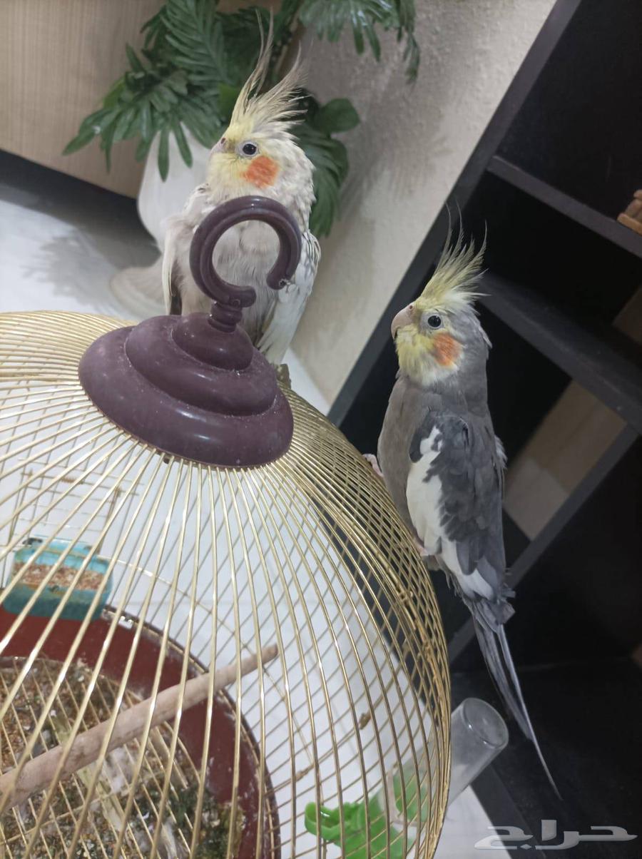 Crown64575559628290110