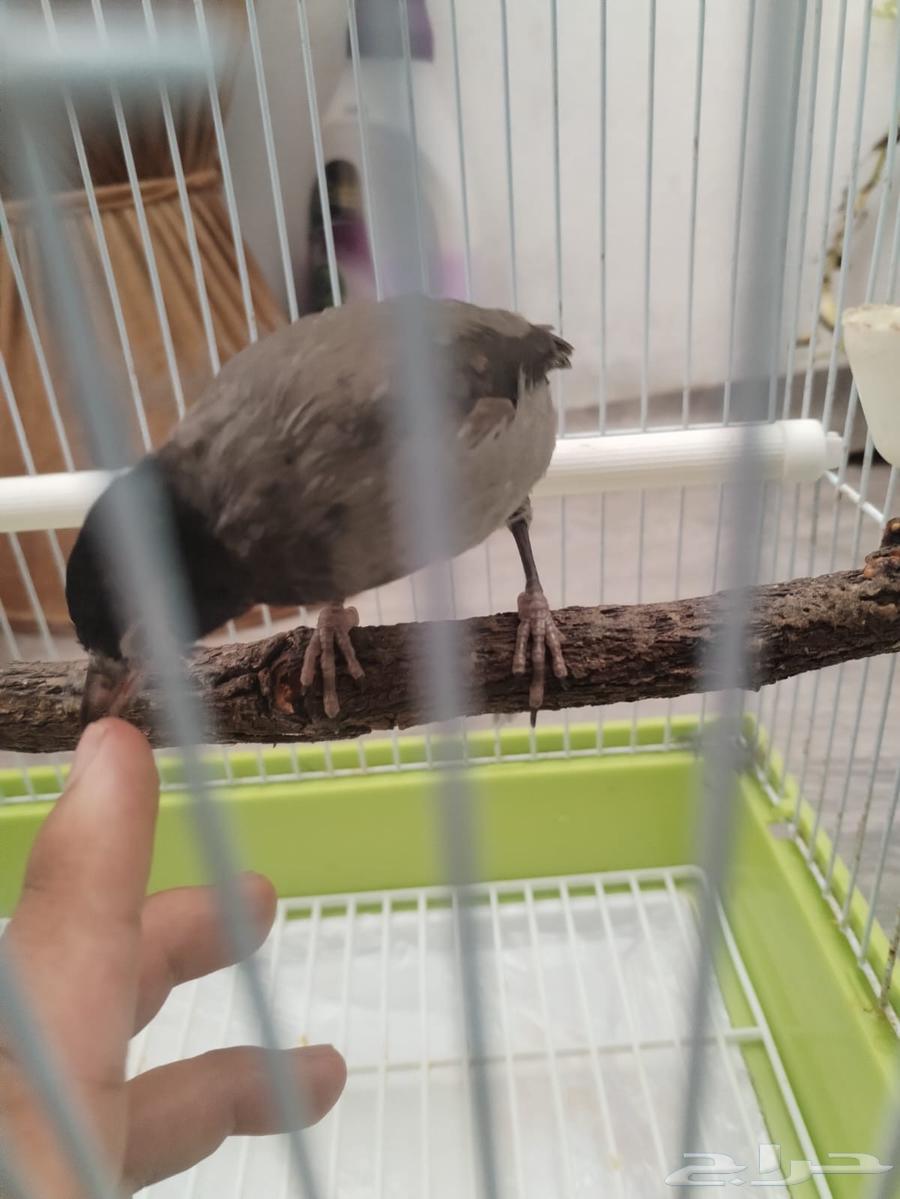 نغاري اليفه64572396600962110