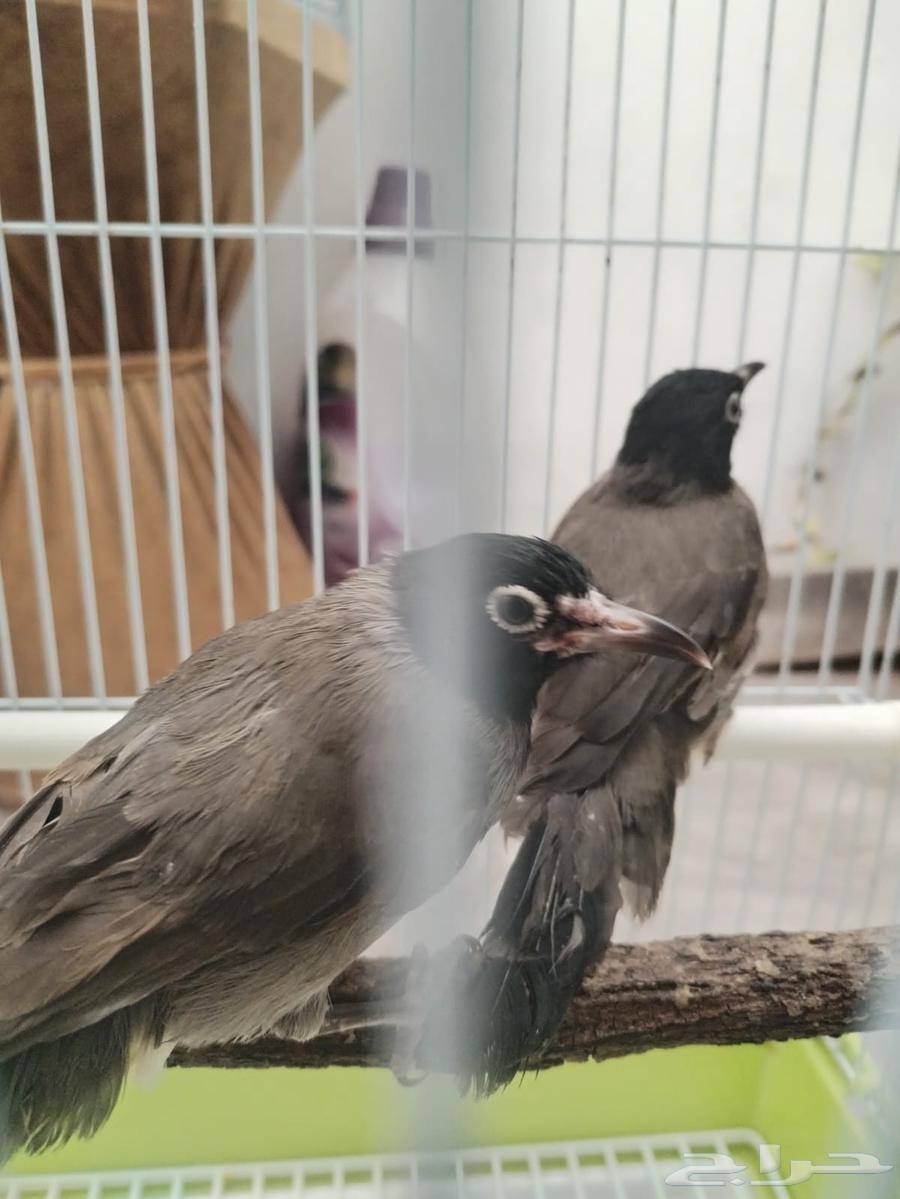 نغاري اليفه64572396600962112