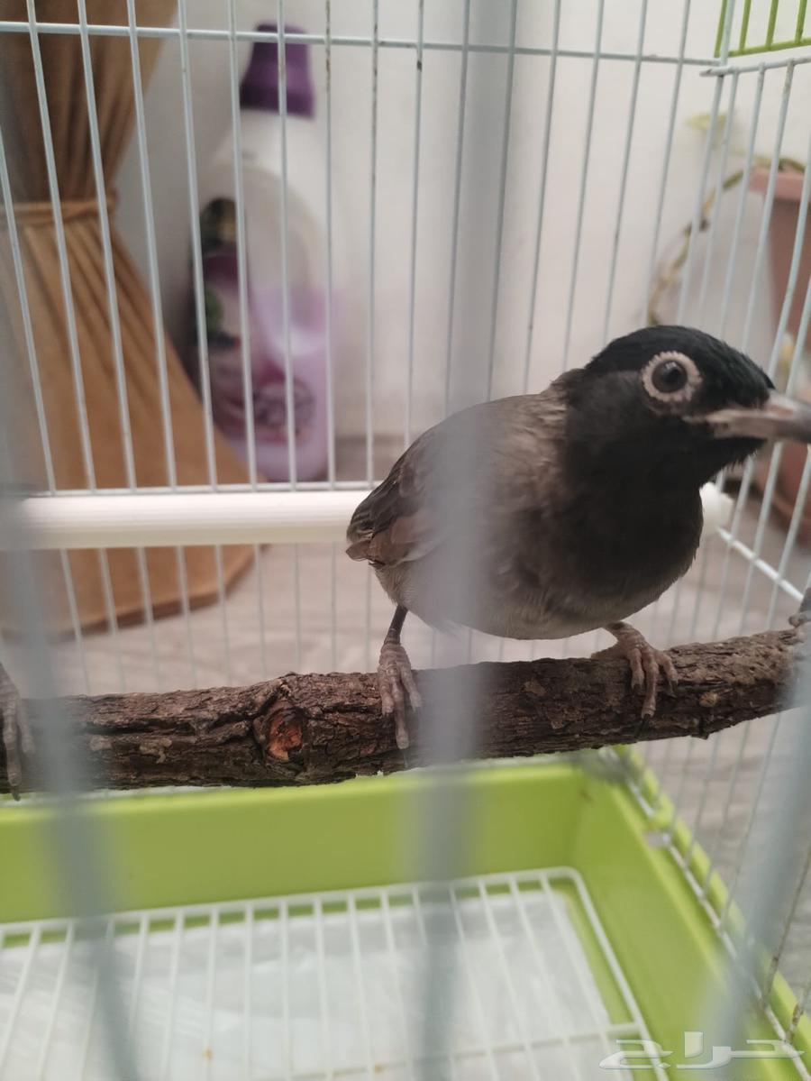 نغاري اليفه64572396600962114