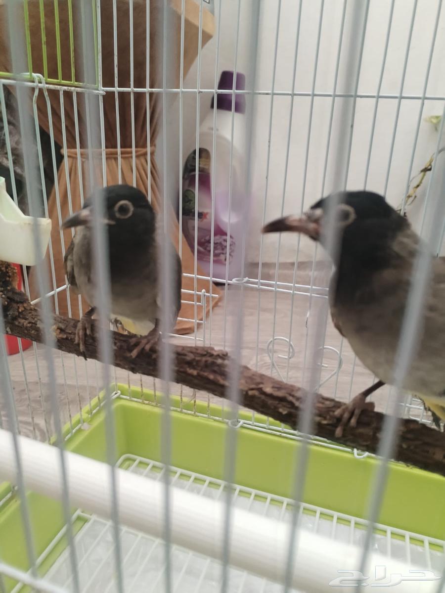 نغاري اليفه64572396600962113