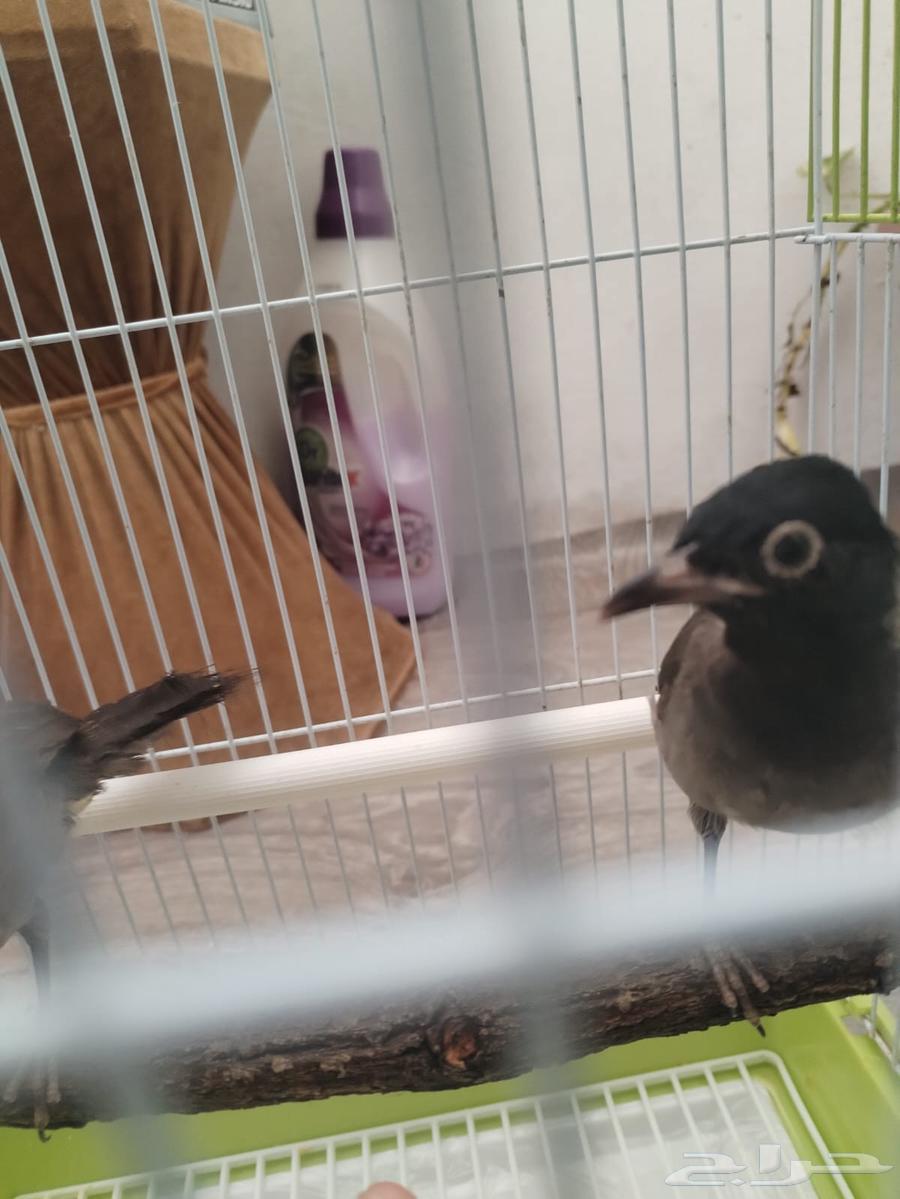 نغاري اليفه64572396600962111