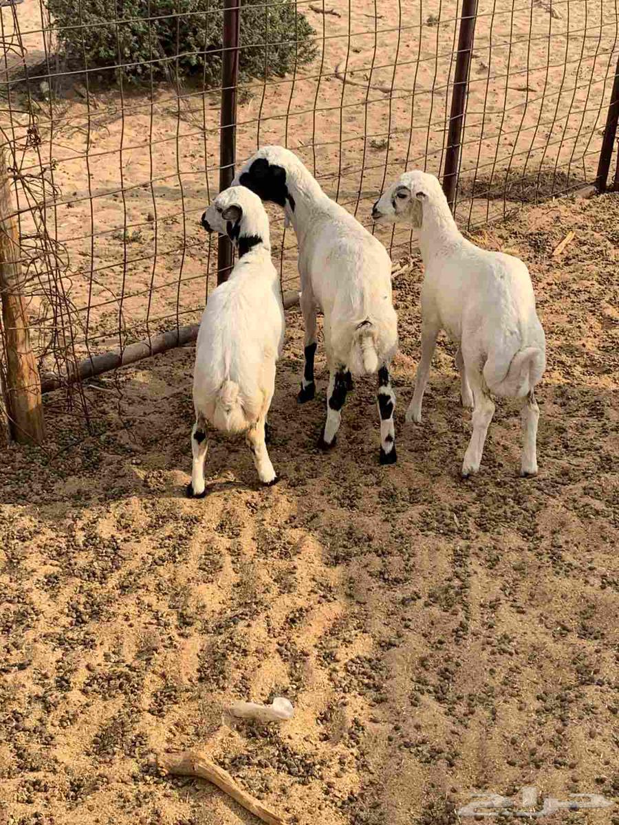 للبيع بهم نظيف تربيه64577022464130113