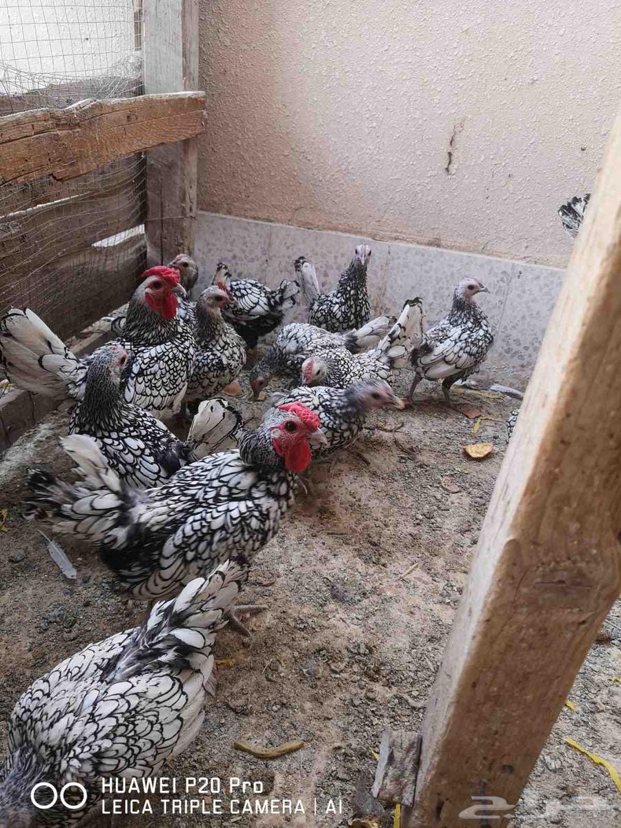 سبرايت شبابي (منتج)64575684636545111