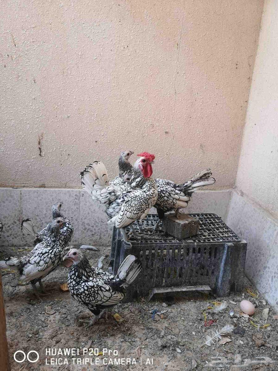 سبرايت شبابي (منتج)64575684636545110